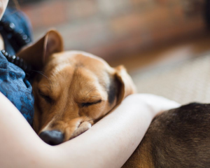 Dog-Human Bond: Insights from Harvard’s Canine Researchers