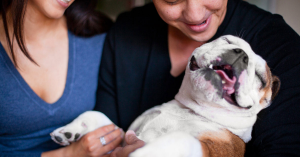 Dog-Human Bond: Insights from Harvard and The Dogist